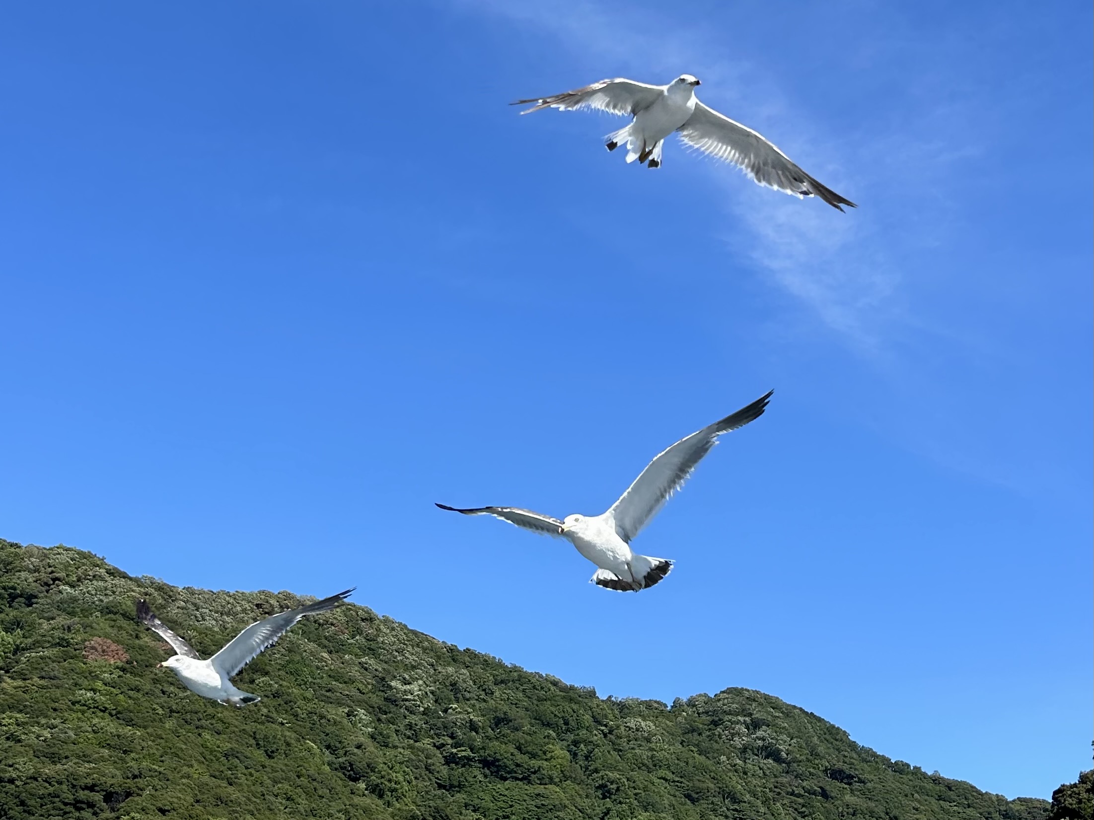 青空と山を背景に飛ぶ鳥の写真